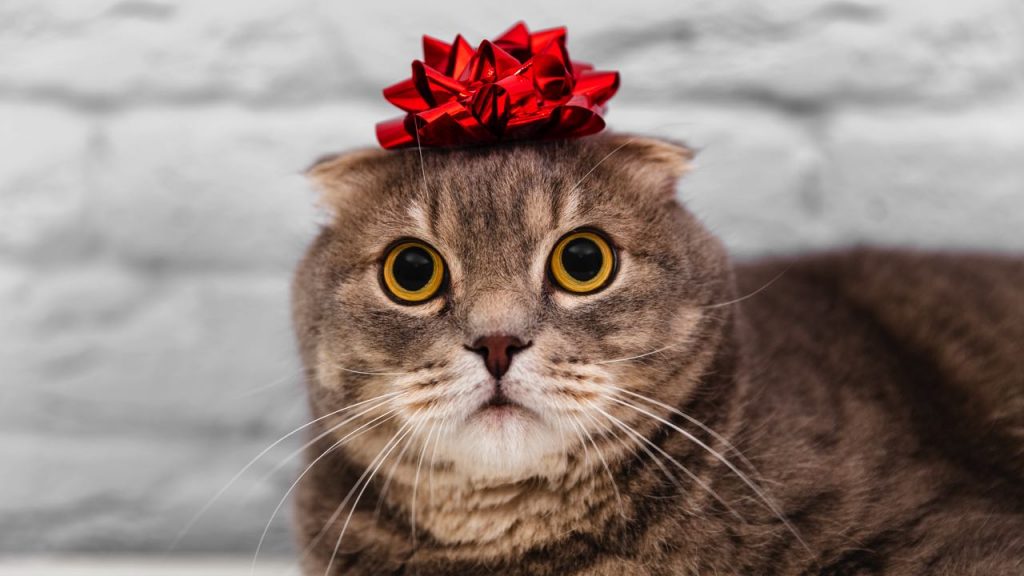 Happy Birthday Wishes For Cat