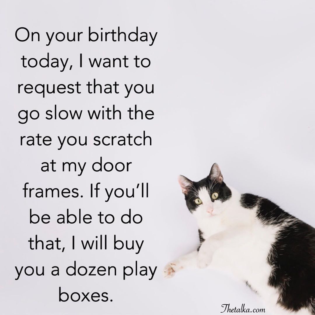 Funny Happy Birthday Wishes For Cat 