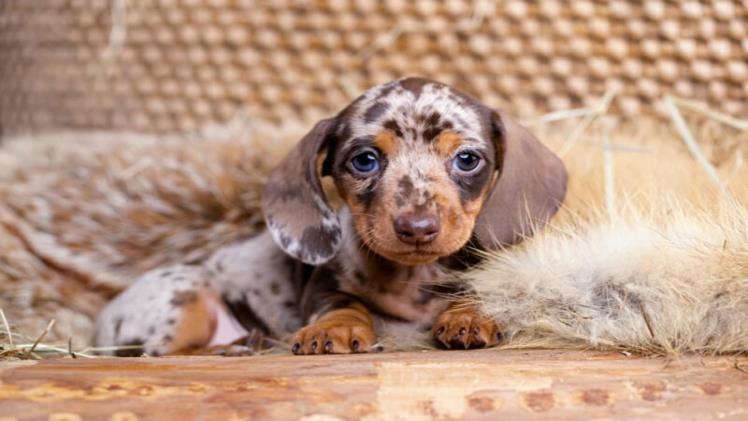 How To Choose The Best Mini Dachshund Puppies For Your Family